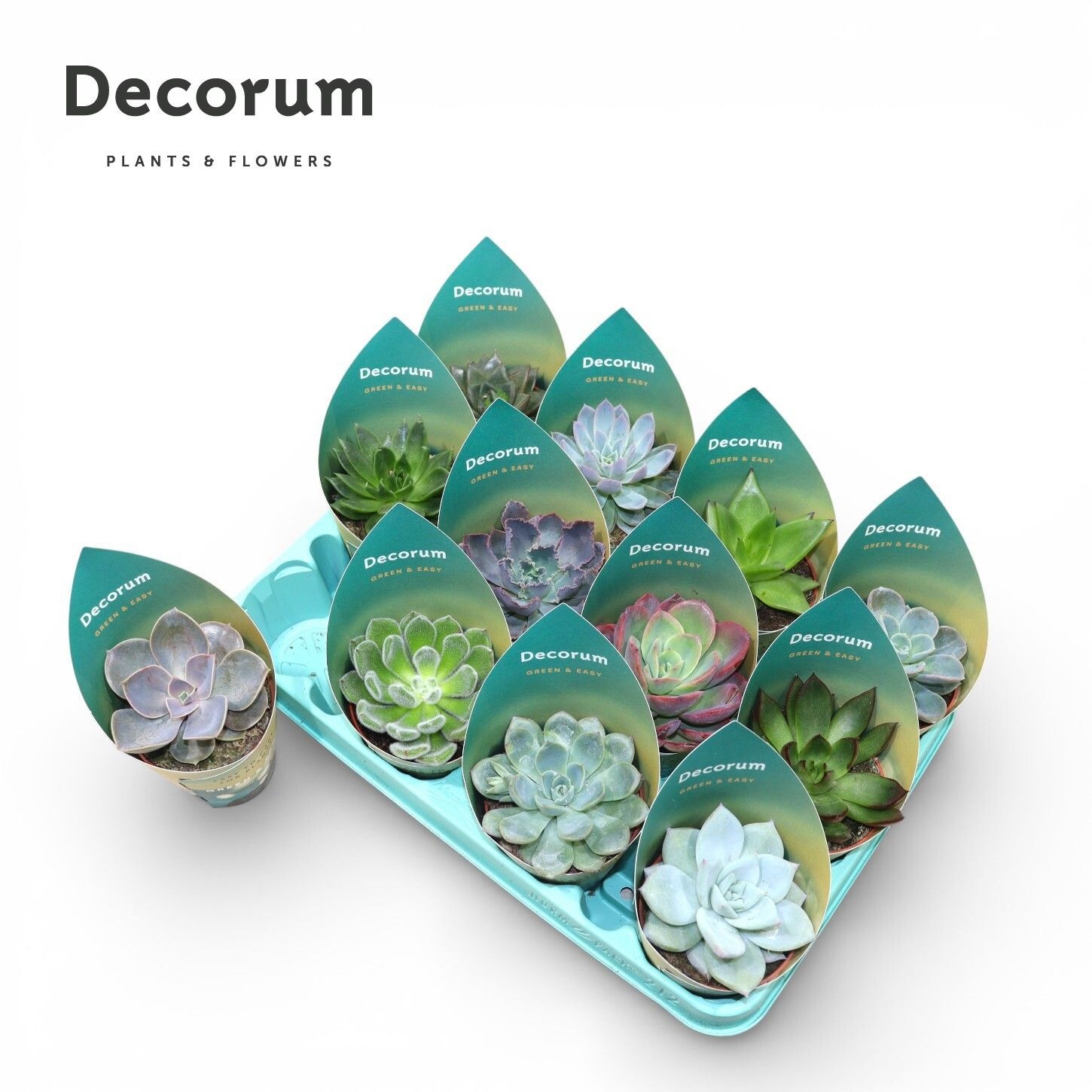 Green&Easy® Echeveria mix, D 8,5