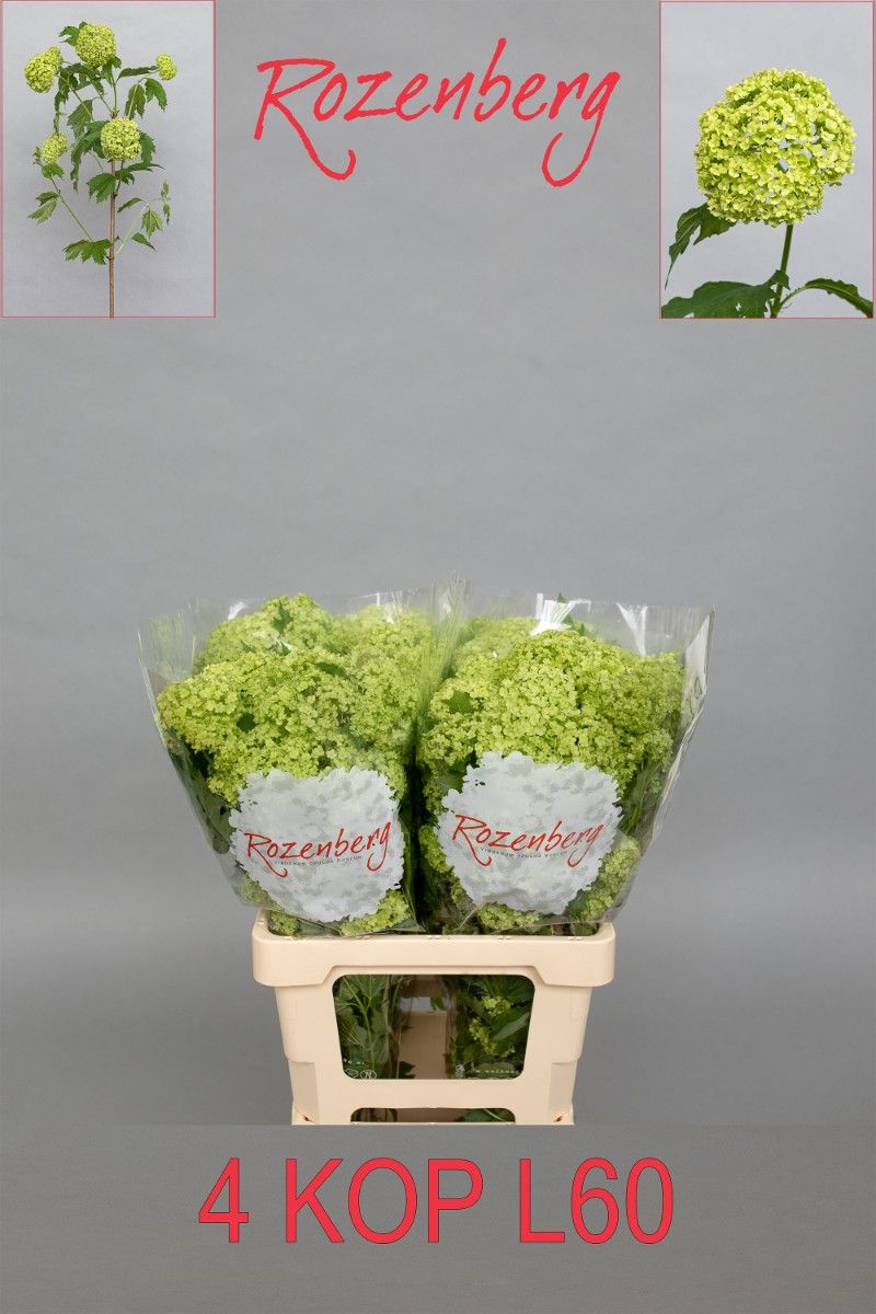 Вибурнум Розеум 60 (зел.), шт.