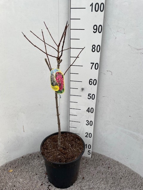 Hydrangea pan. Magical Fire 40-50 stam P28 C10, D 28