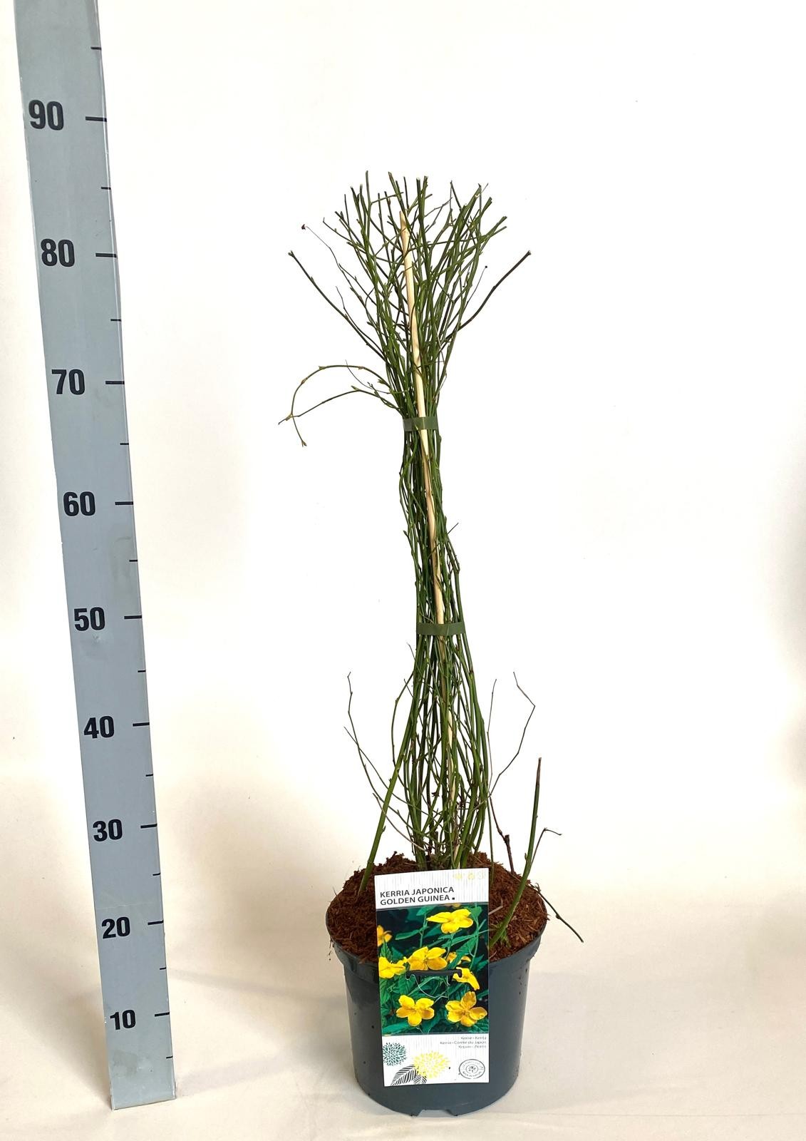 Kerria japonica Golden Guinea, D 23