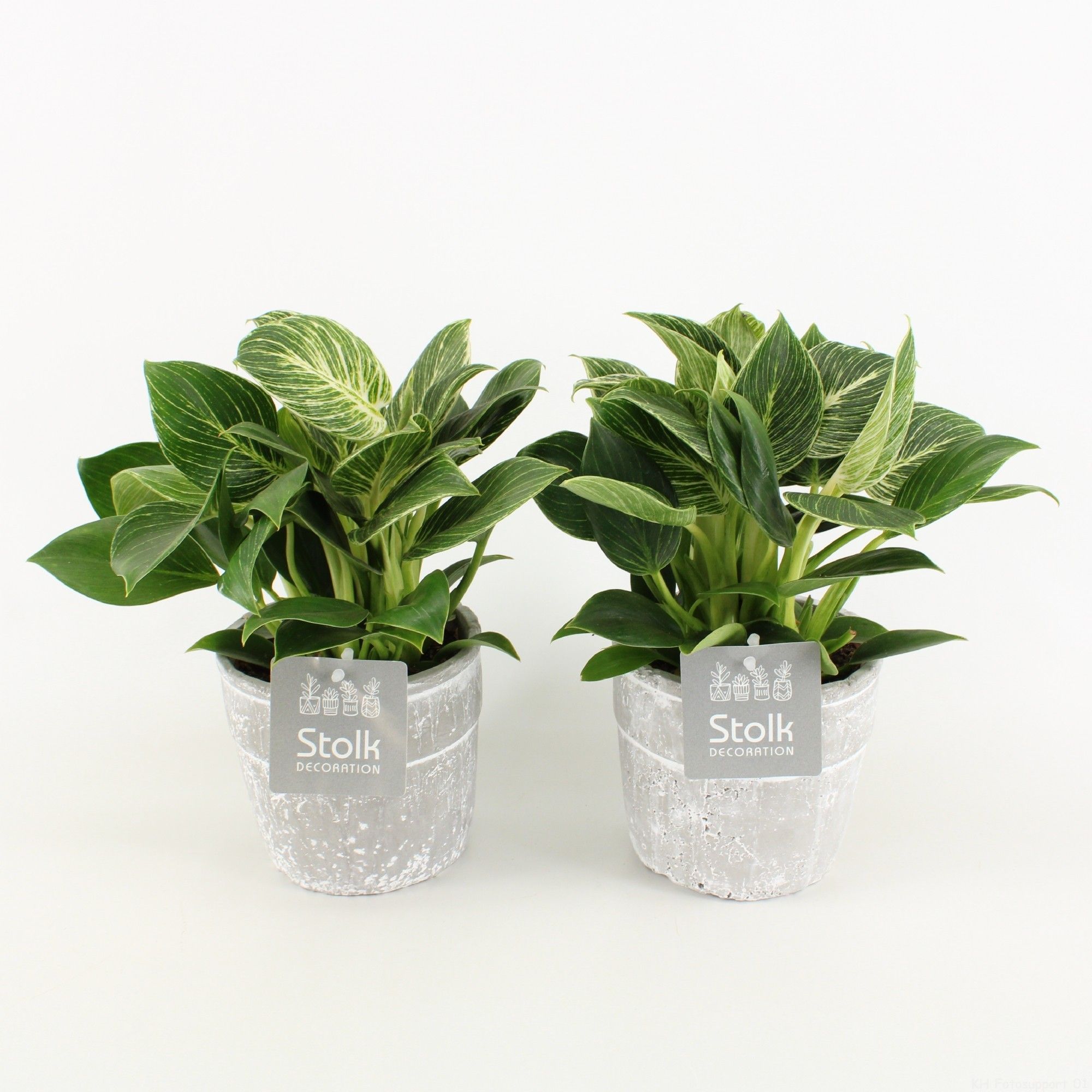 Philodendron White Wave in Stone Look pot, D 13