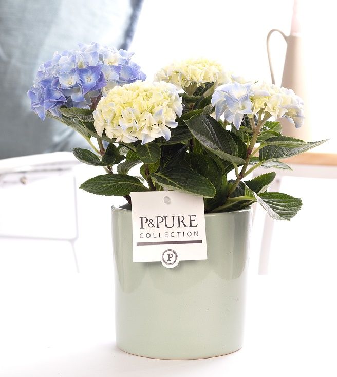 Hydrangea blue in P&PURE Essential ceramics green, D 10