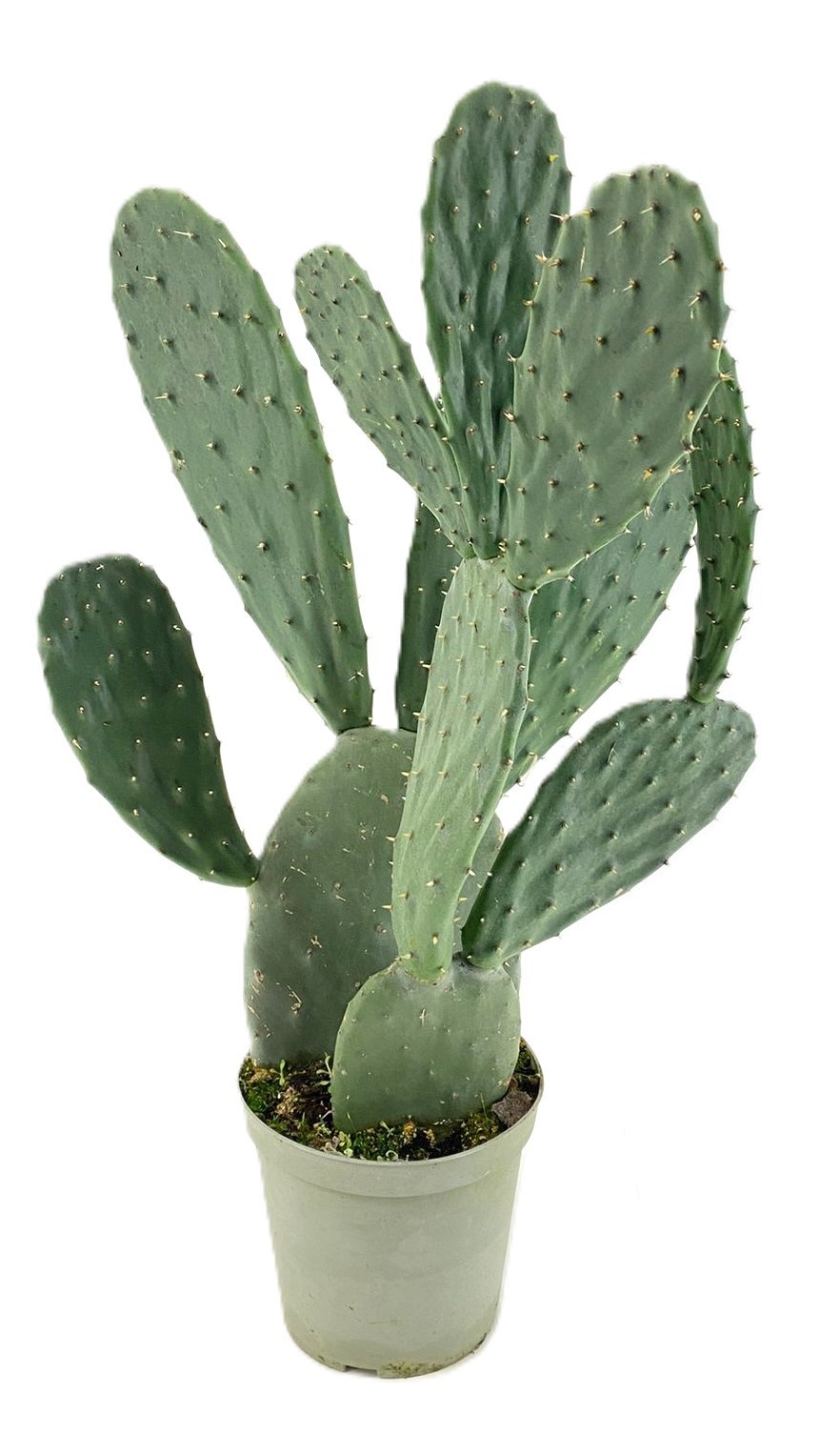 Opuntia ficus indica, D 17
