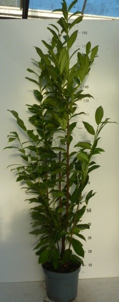 Prunus lauroc. 'Genolia' ® Mariblon, D 27