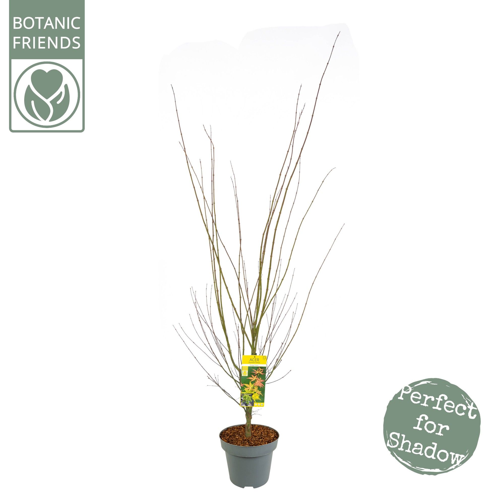 Acer palm. 'Orange Dream' C14 struik, D 30