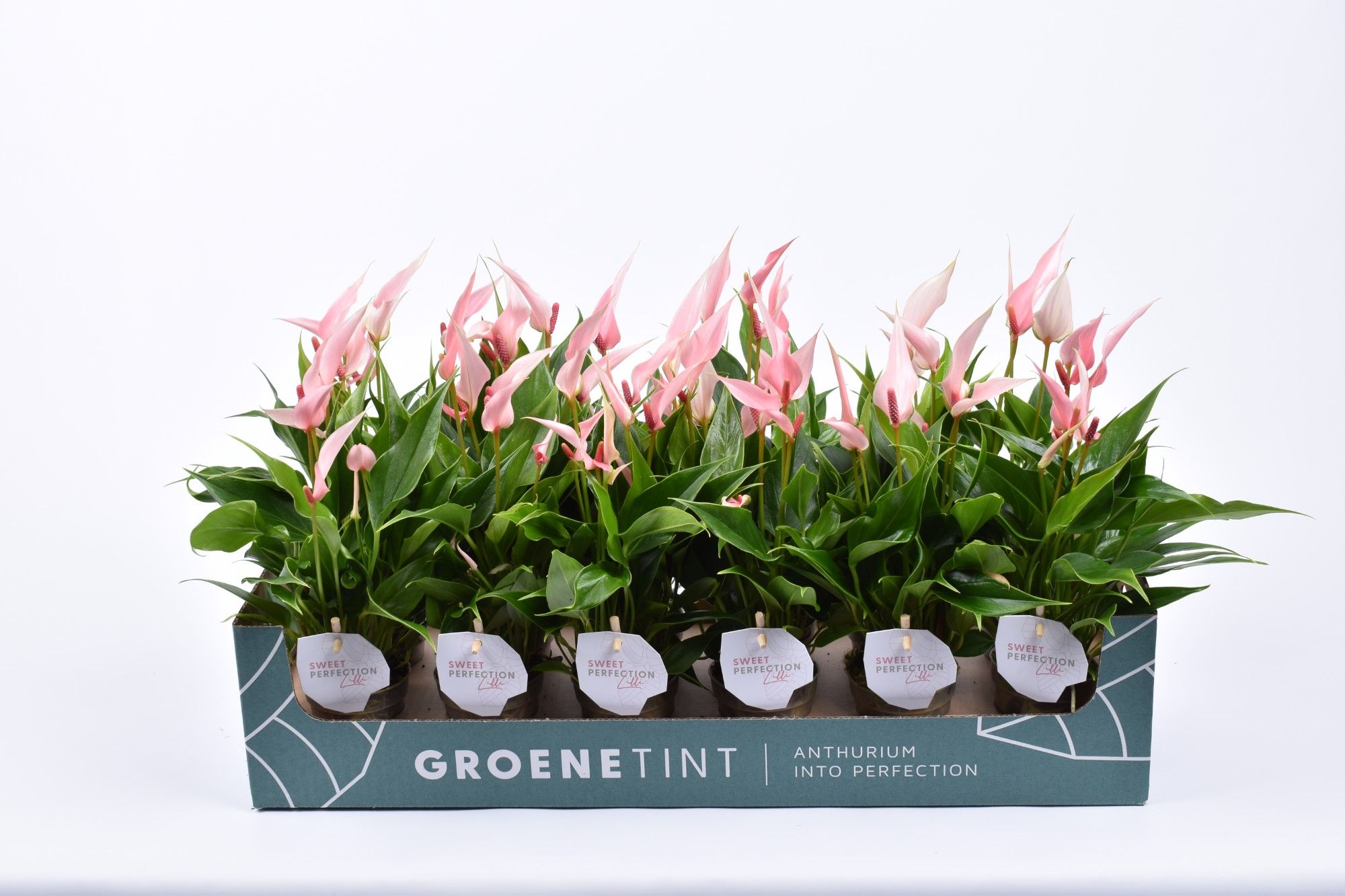 Anthurium Lilli 7 cm, D 7