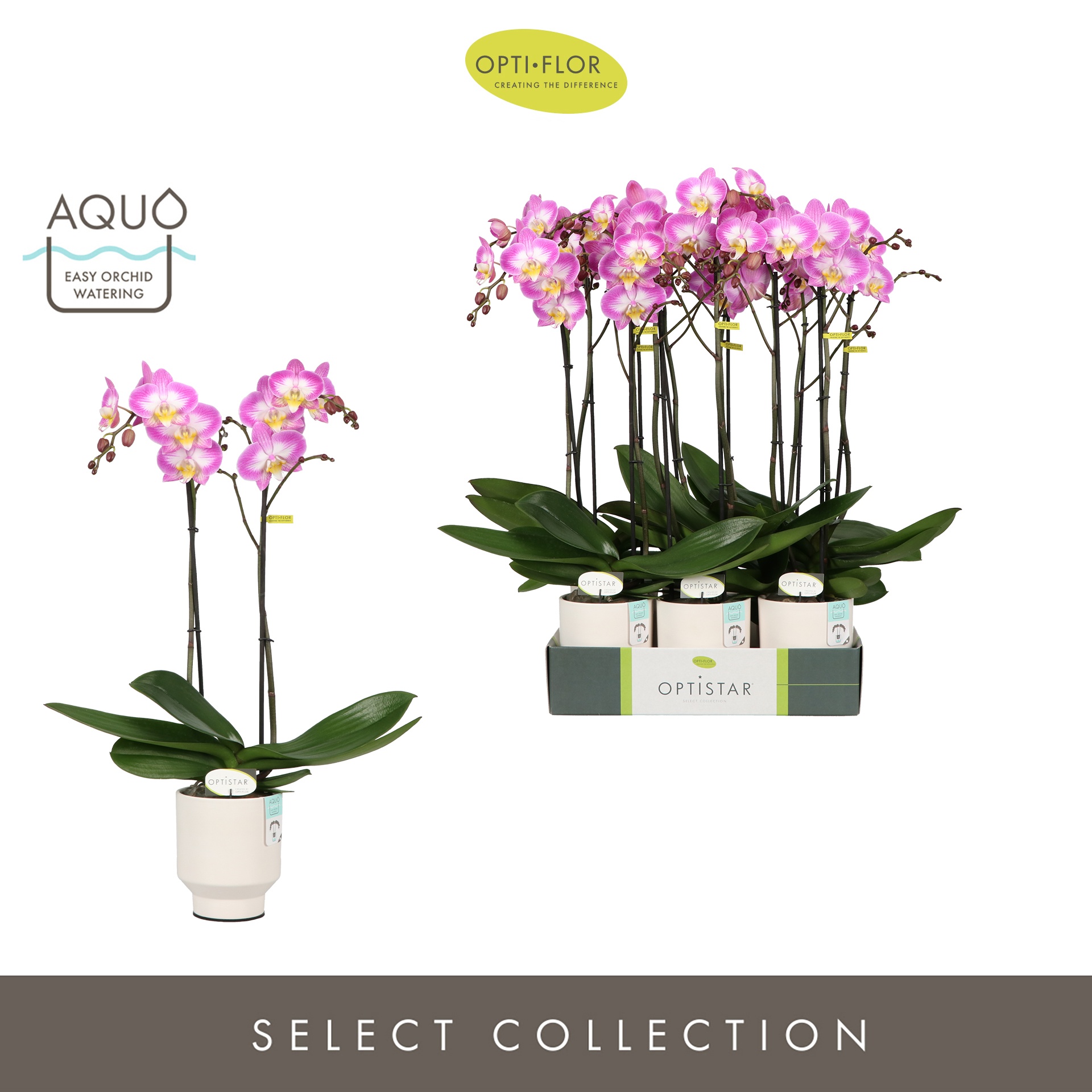 Optistar Carey 2 spike in Emilia White Aquo, D 12 cm