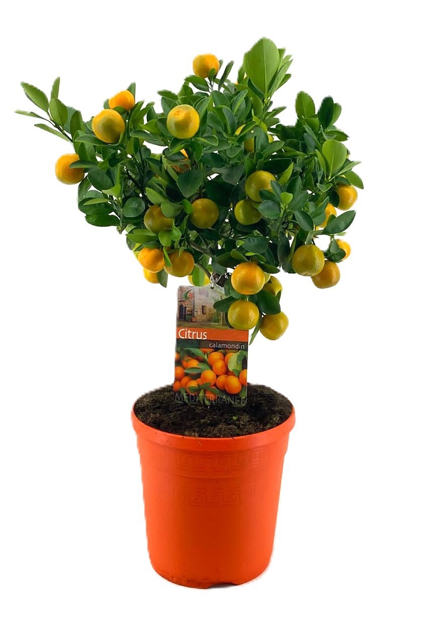 Citrus calamondin, D 21