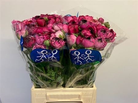 Ранункулус Элеганс Пинк Страйпс 45, шт.