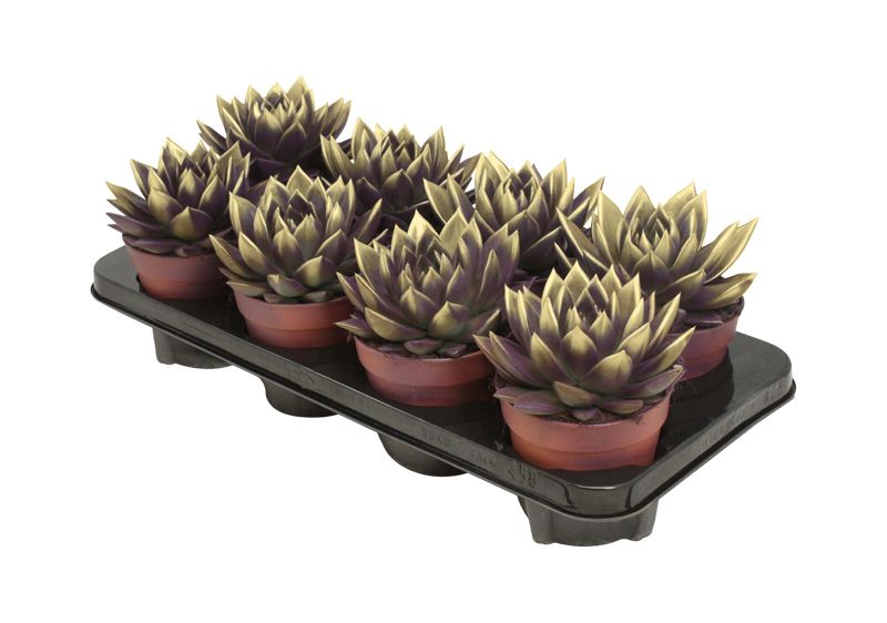 Miranda bicoloured dark purple/gold, D 12