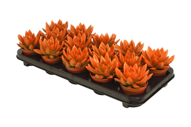 Miranda coloured orange, D 8,5