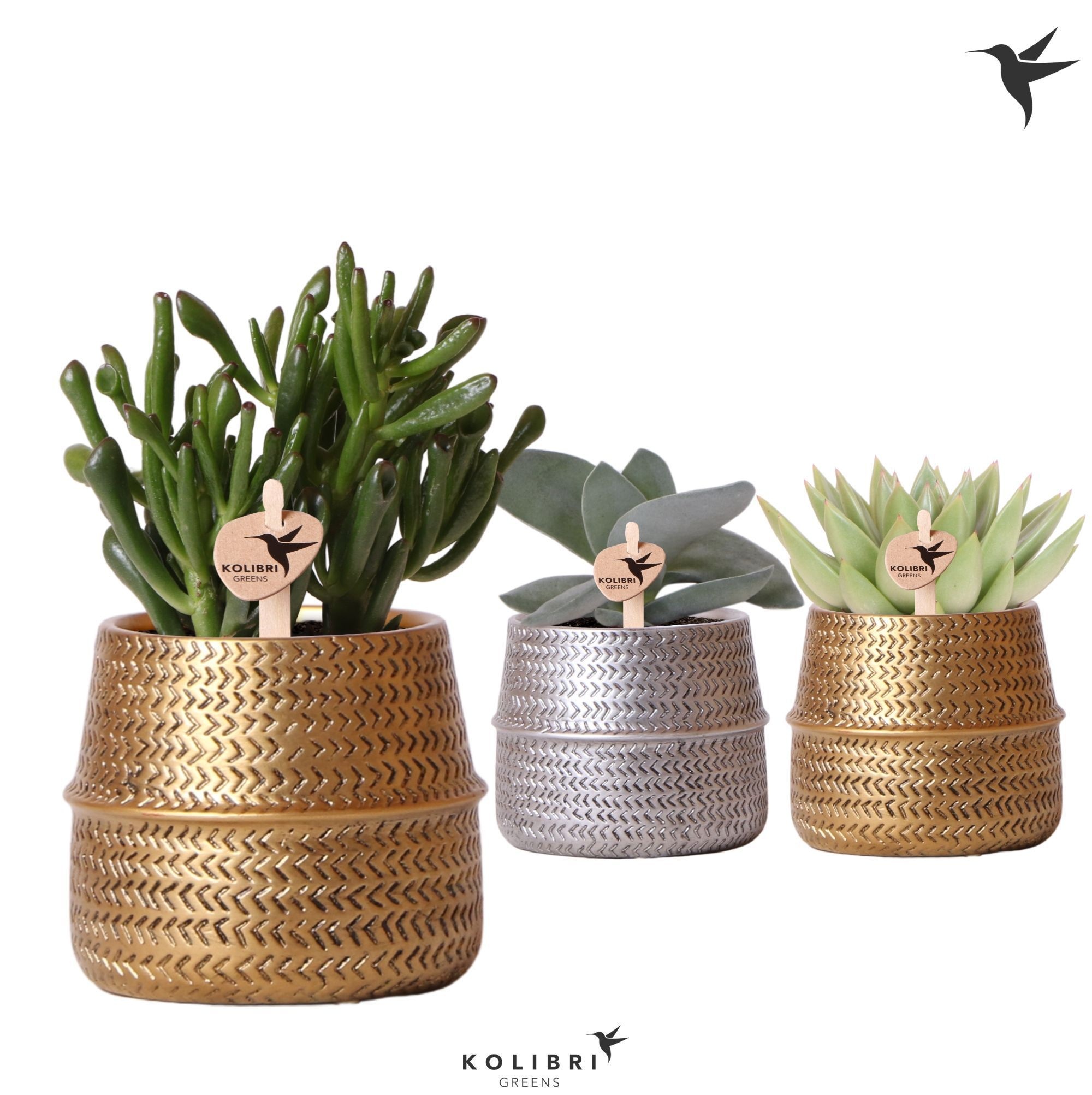 Kolibri Greens Succulenten mix in Groove pot mix, D 9