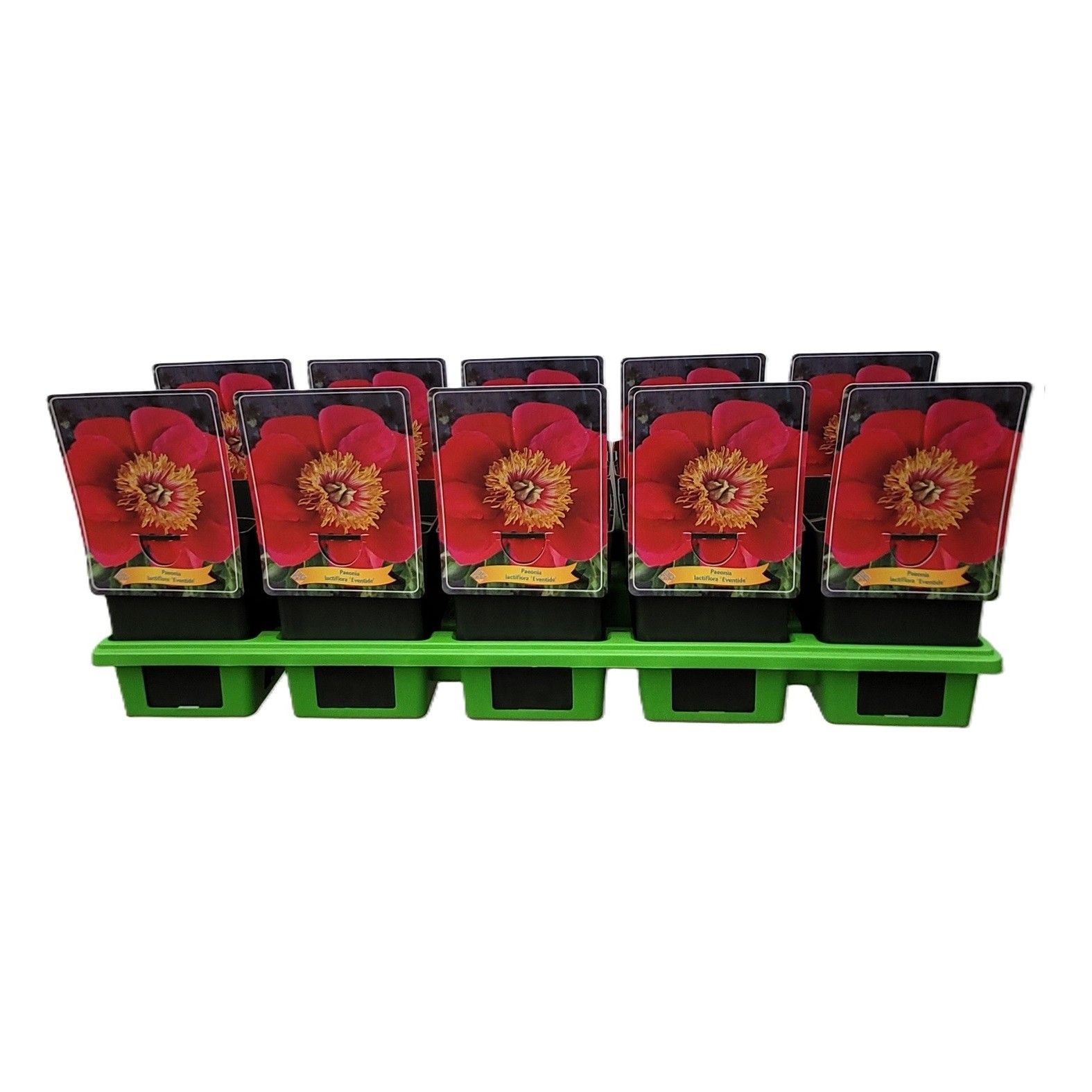 Paeonia Lactiflora 'Eventide' P11, D 11