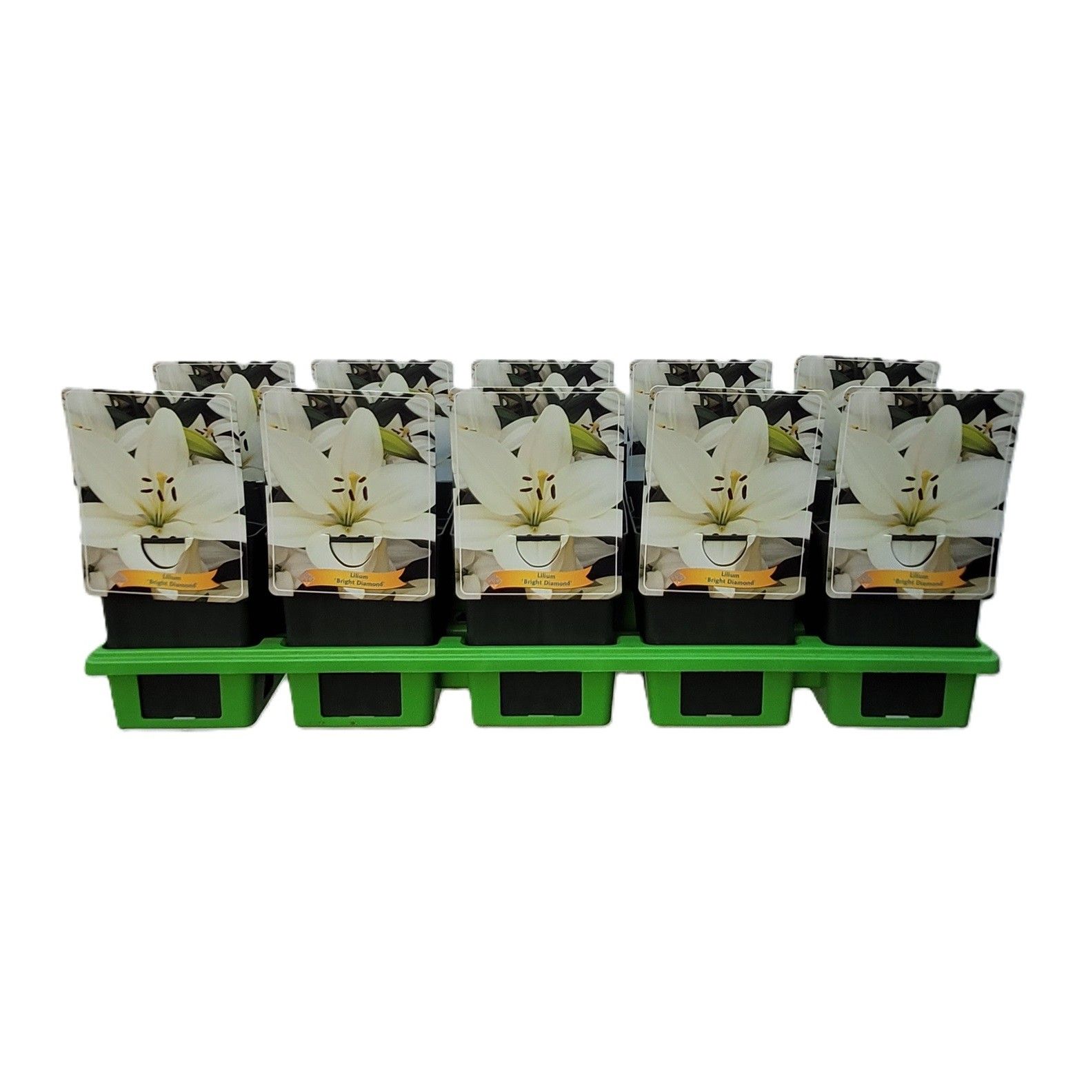 Lilium 'Bright Diamond' P11, D 11