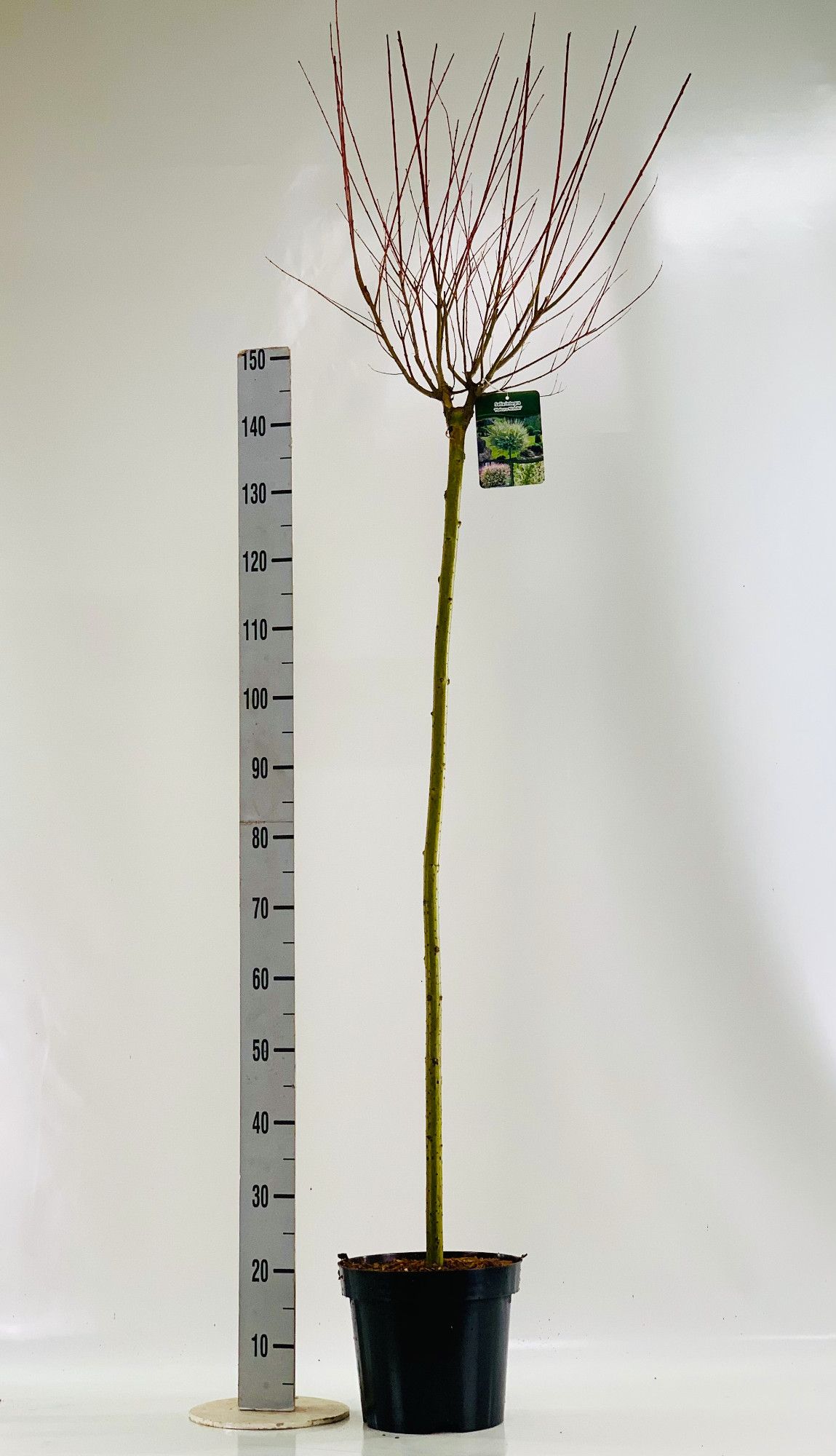 Salix int. 'Hakuro Nishiki' 125cm, D 26