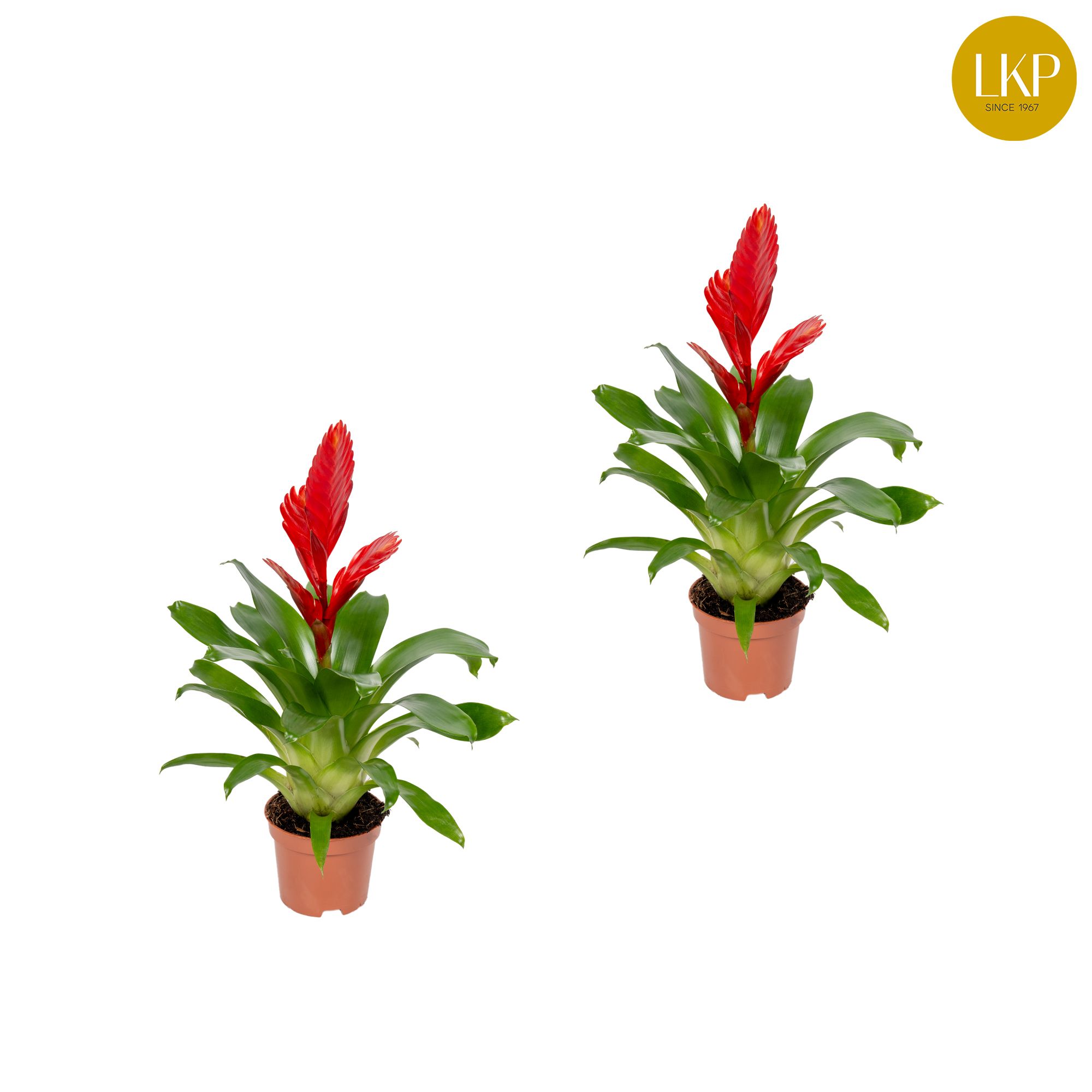 Vriesea Christiane Rood (Zonder Hoes), D 10,5