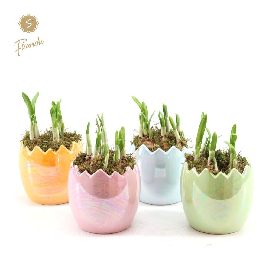(3501) Narcissus Pearl Glazed Easter Eggs Mos, D 15