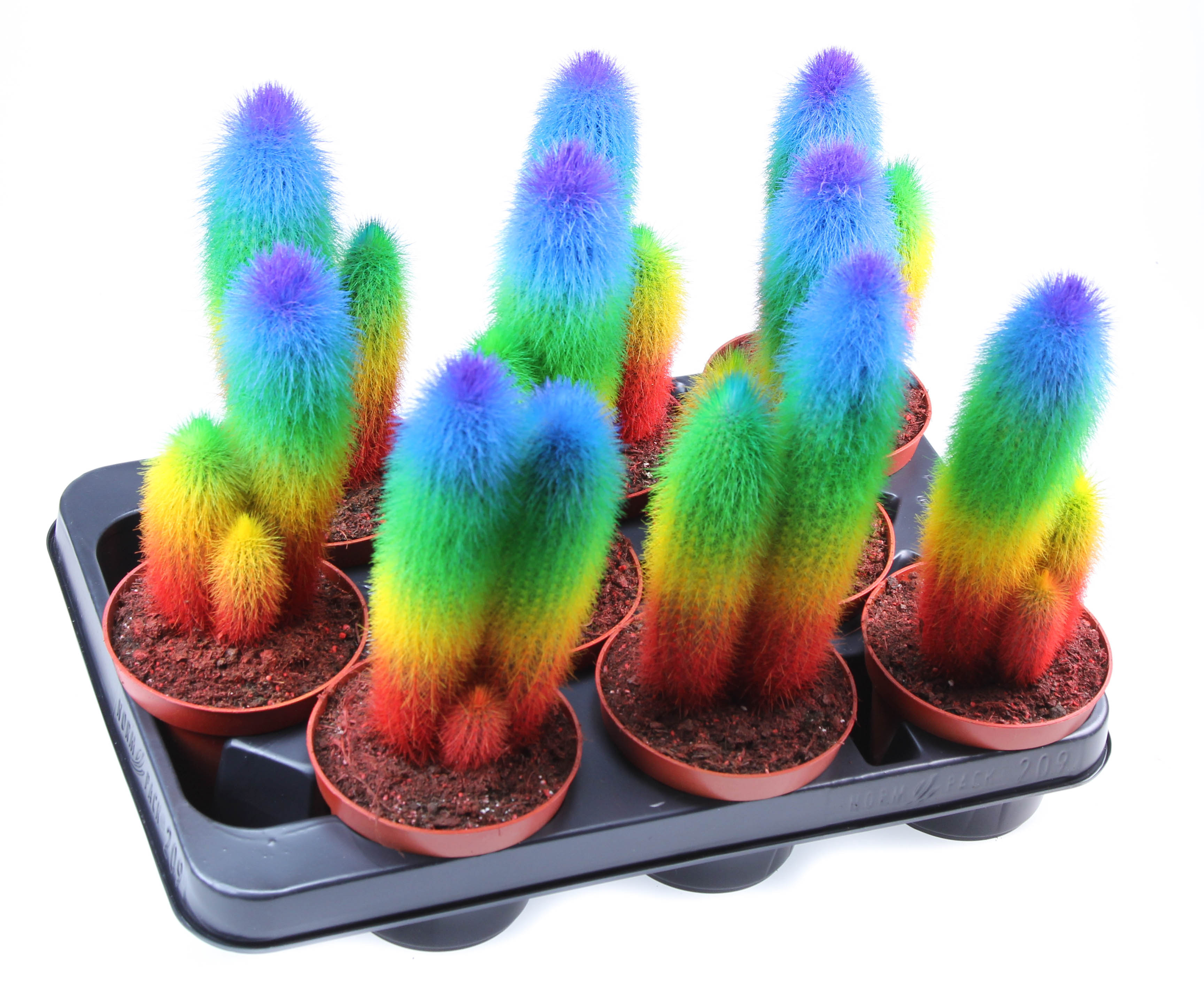 Rainbow cactus Special Edition, D 10,5