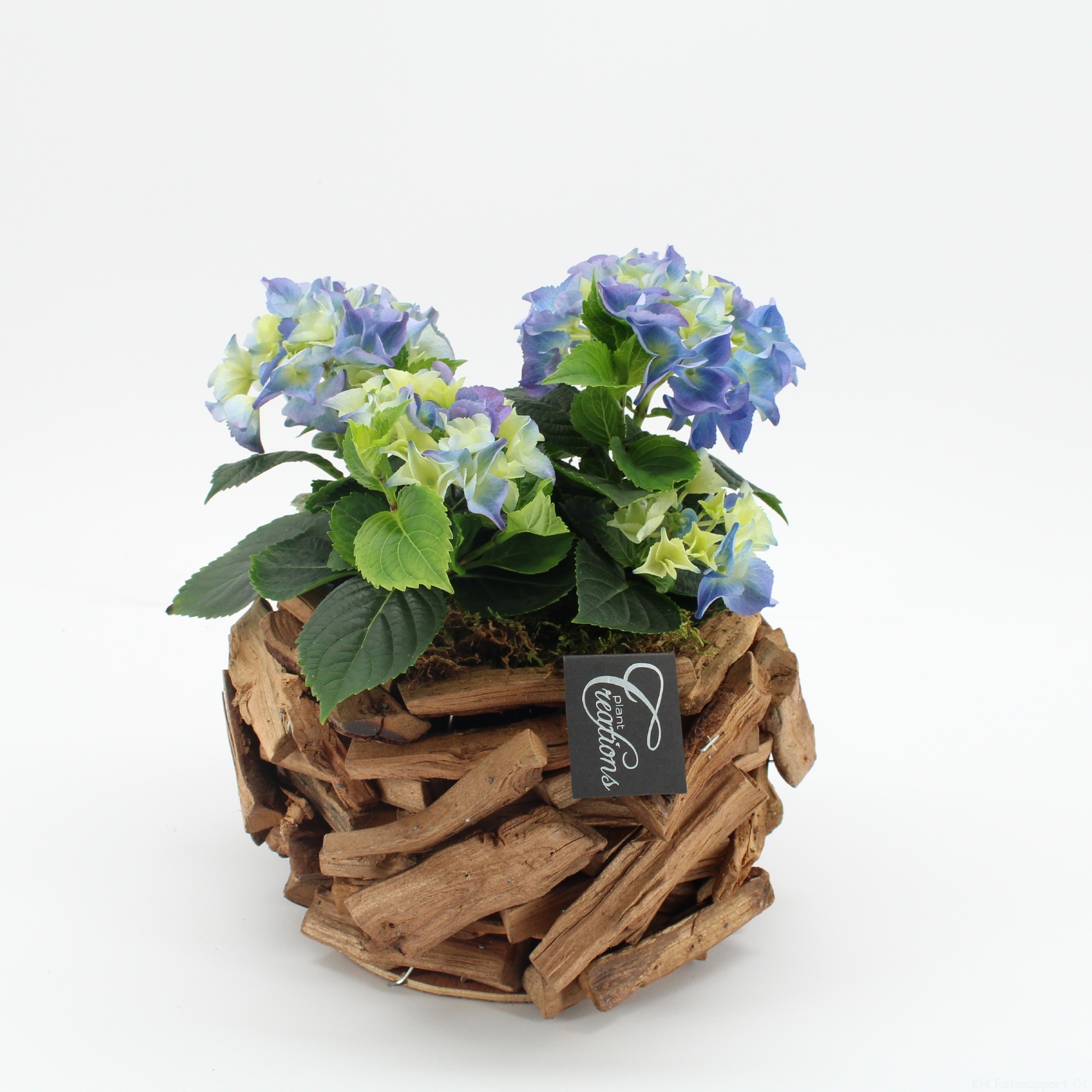 KHCR-2624B Hydrangea creatie, D 20