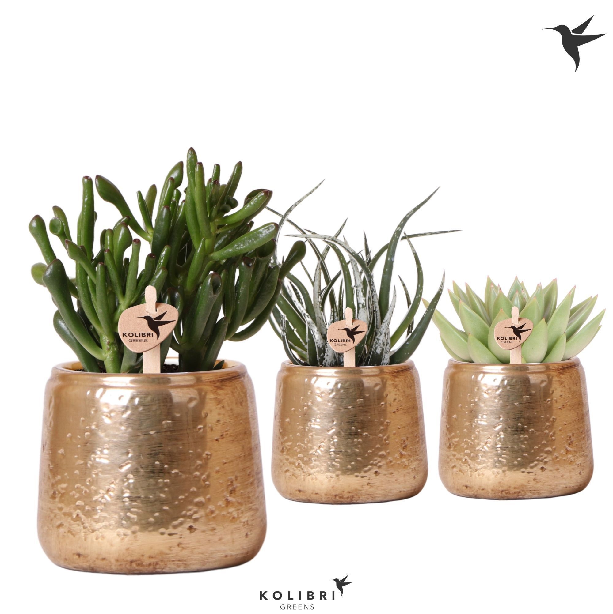 Kolibri Greens Succulenten mix in Luxury pot gold, D 9