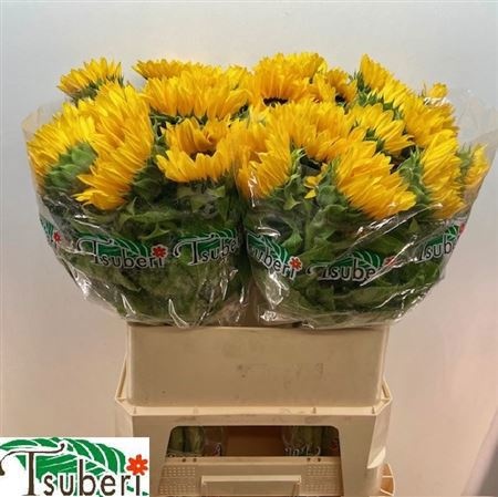 Гелиантус Оранж Фае 80 (оранж.), шт.