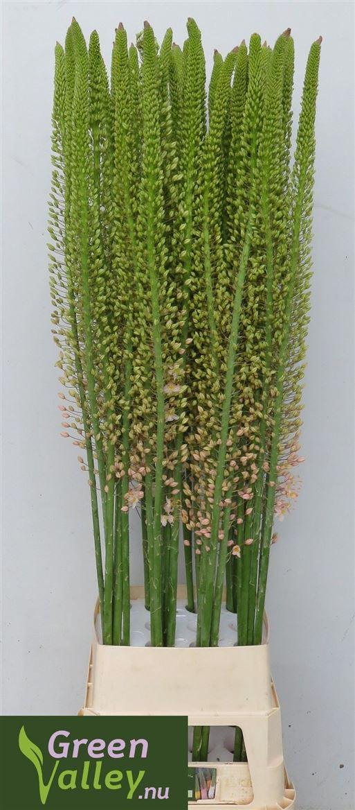 Эремурус Романс 150, шт.