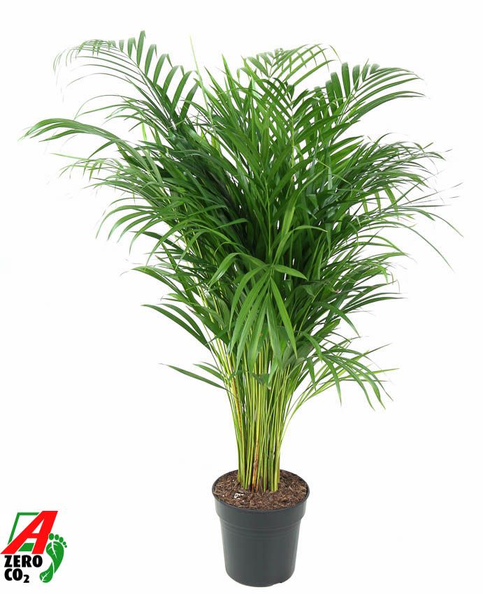 Dypsis Lutescens(Areca) P21-100, D 21