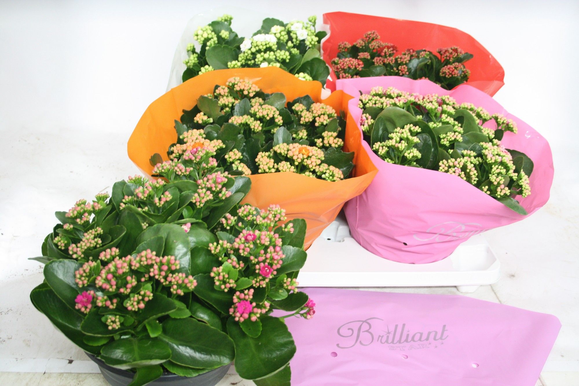 Gevuld 23 cm Gemengd Brilliant (schalen), D 23