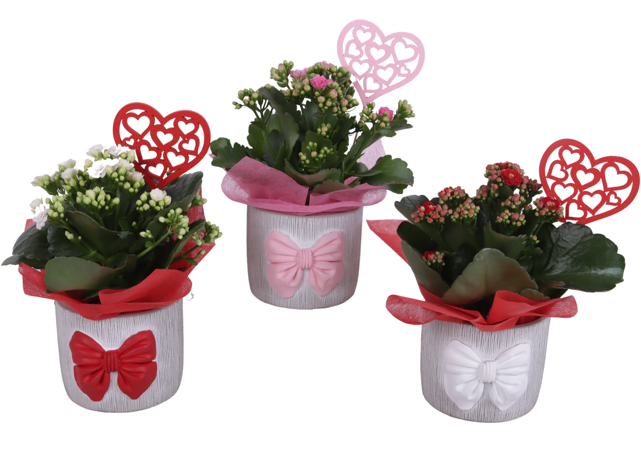 Valentine Arr. Indoor Ceramic Pot with Bow 3 Color Mix Ø12cm 1PP, D 12