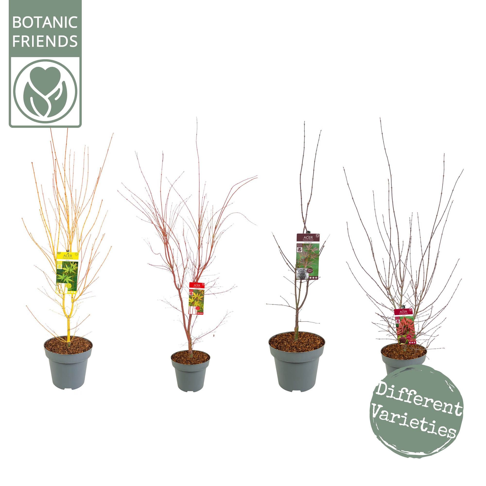 Acer palm. 'MIX', D 30