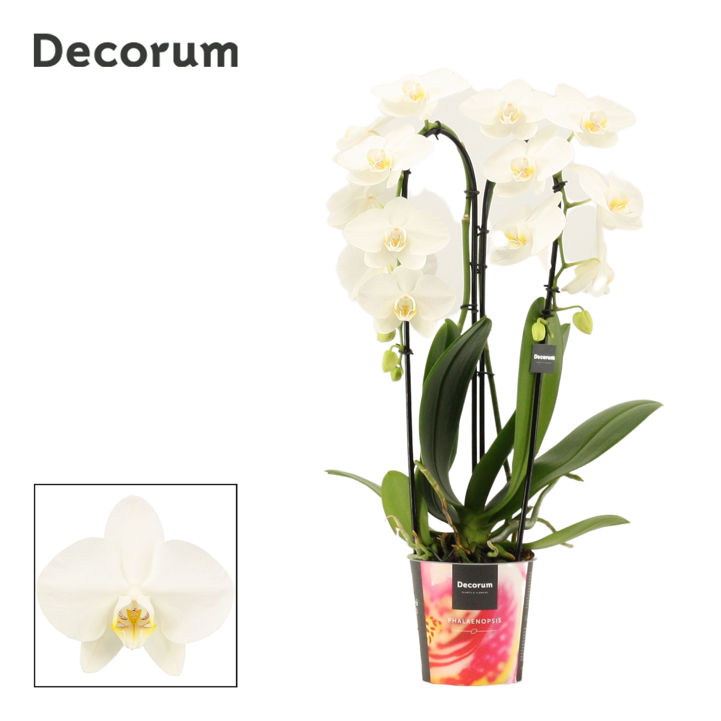 Phalaenopsis cascade 2 tak wit (Decorum), D 12