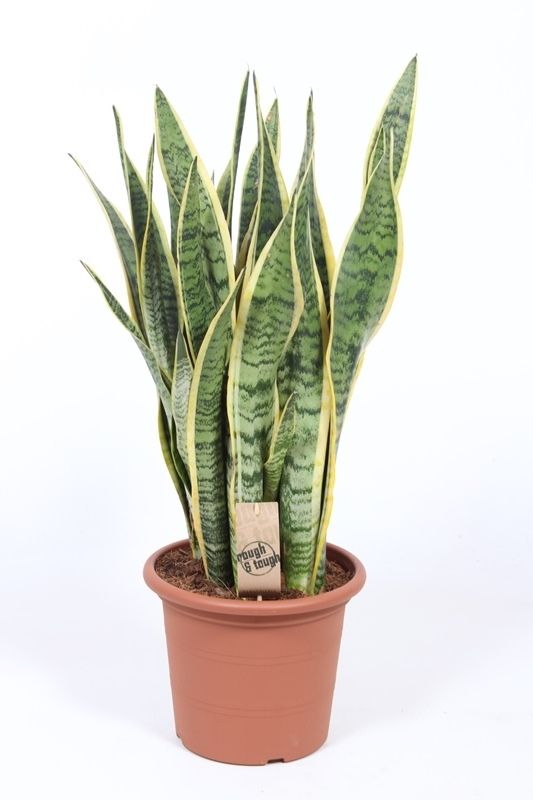Sansevieria Laurentii, D 25