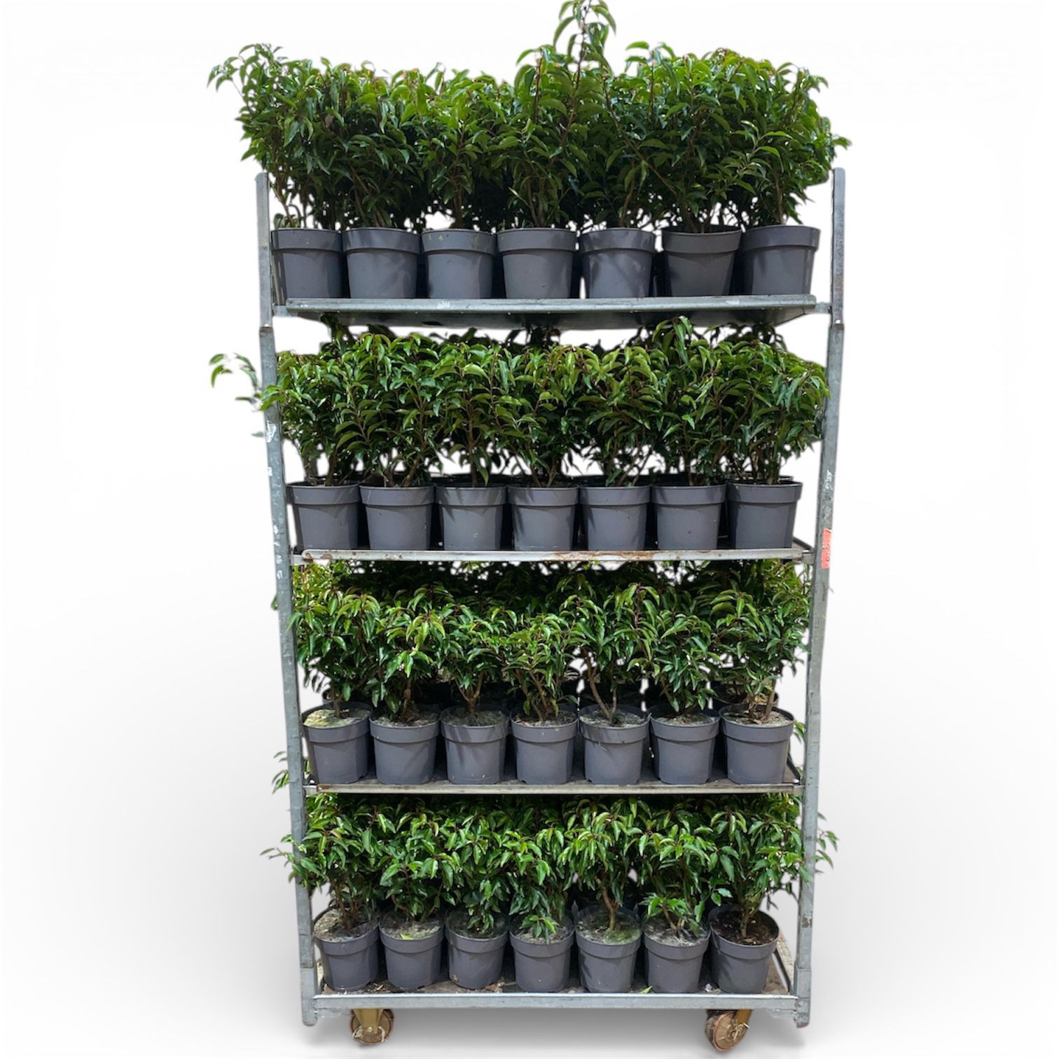 KAR: Prunus lusitanica 'Angustifolia' c3/p19 Potgekweekt, D 19