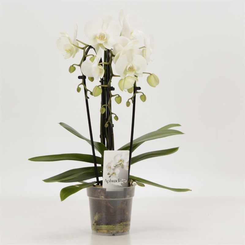 Phalaenopsis Elegant Cascade Cascade Triboga Wit, D 12