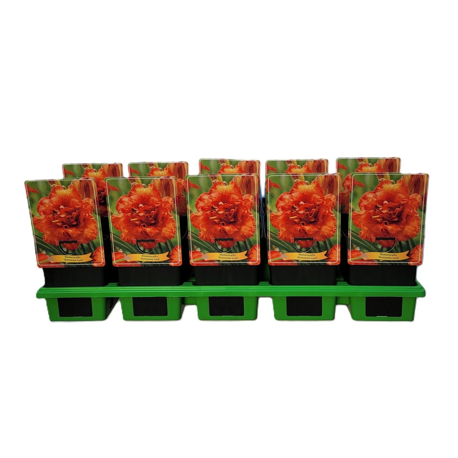 Hemerocallis 'Awesome Luck' P11, D 11