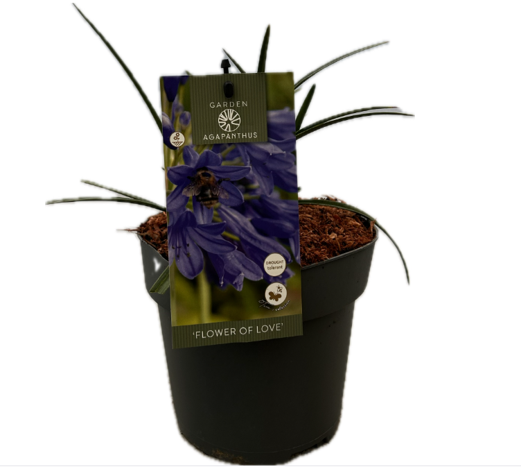 Agapanthus 'Flower of love' P17 GARDEN, D 17