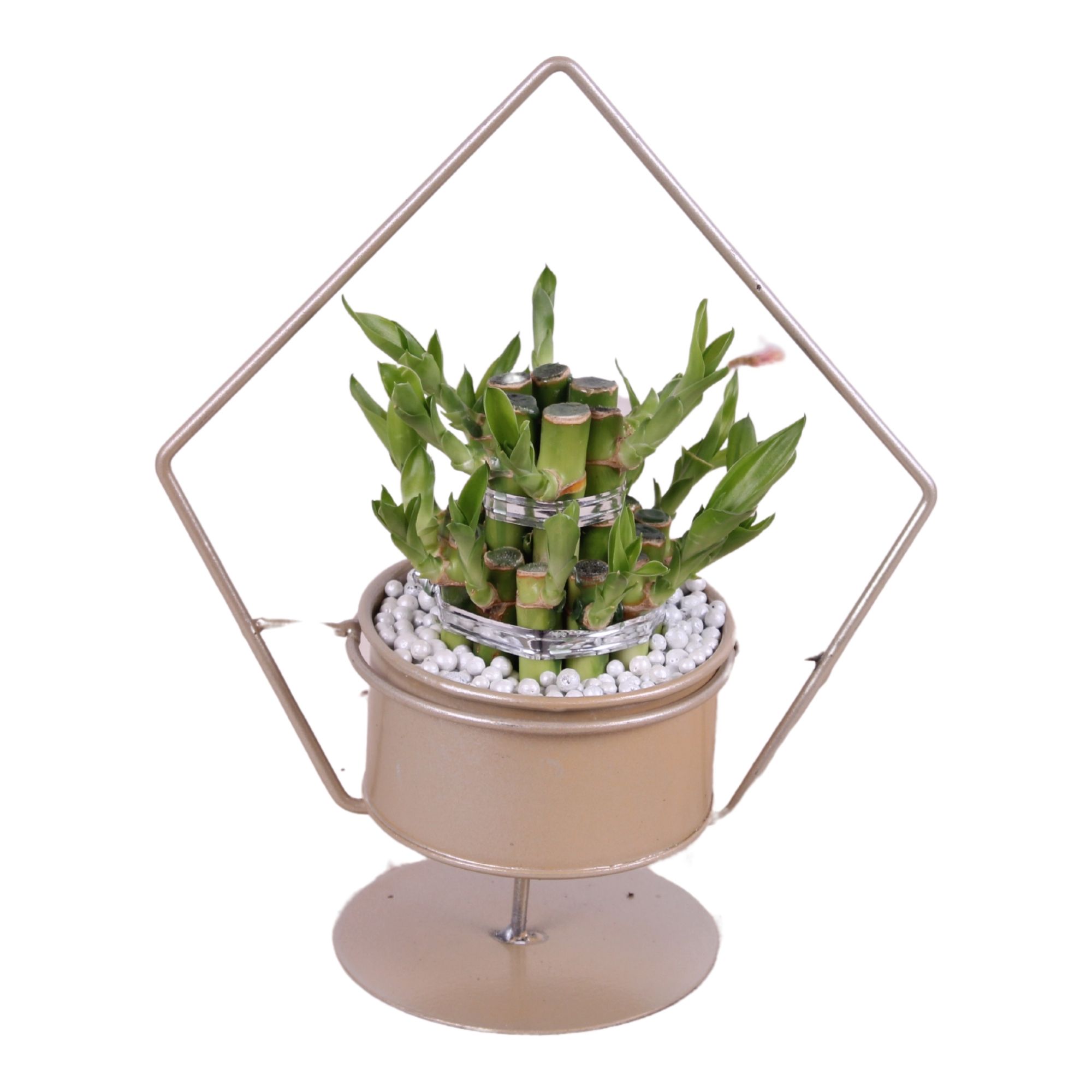 Lucky Bamboo Round 2Small in ø20cm Metal Gold Triangle Frame, D 20