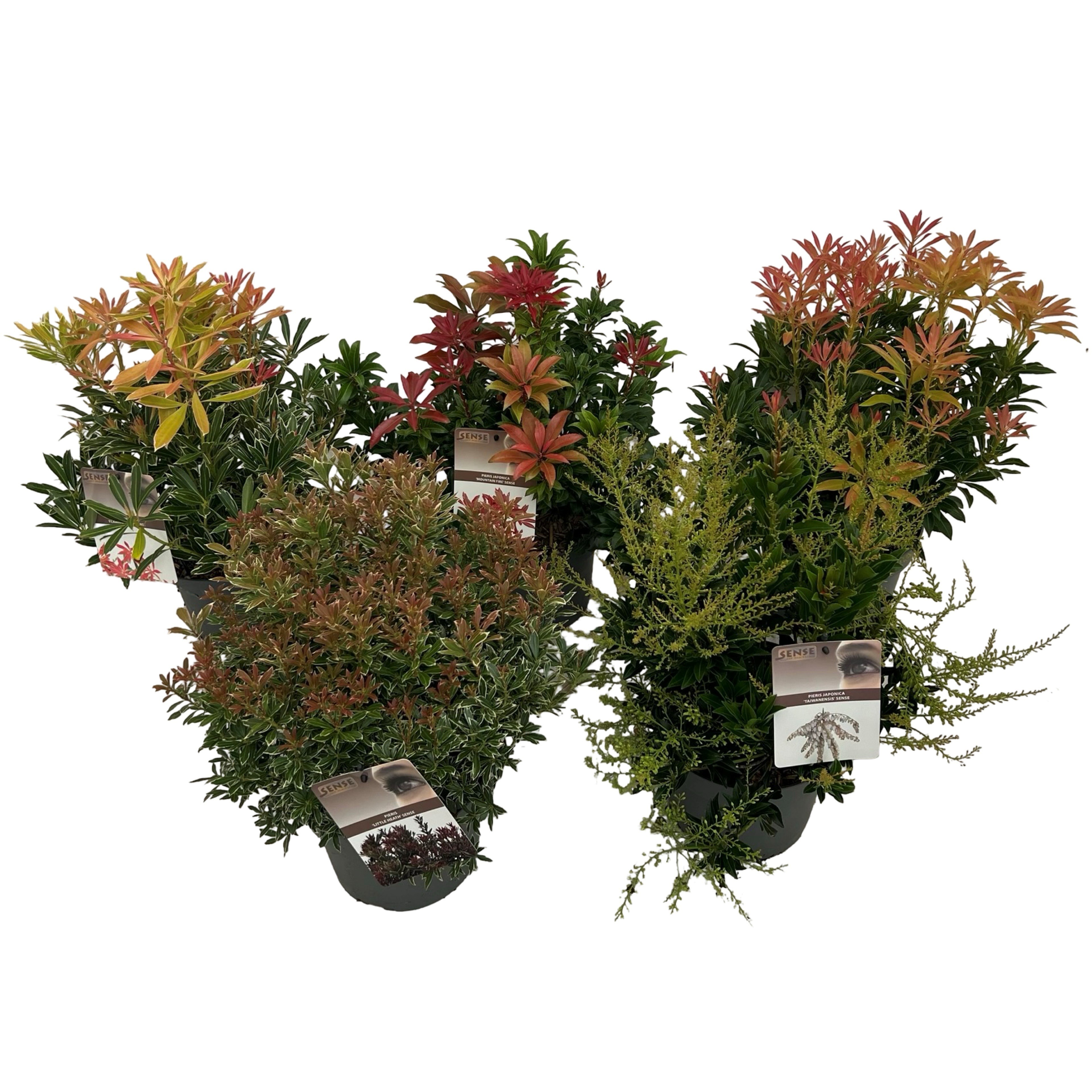 Pieris japonica mix P19, D 19