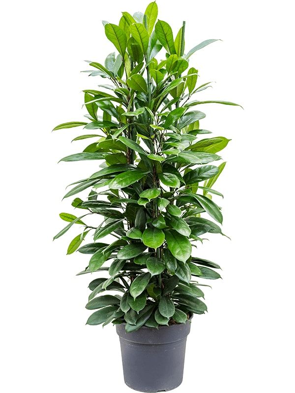 Ficus cyathistipula, D 34