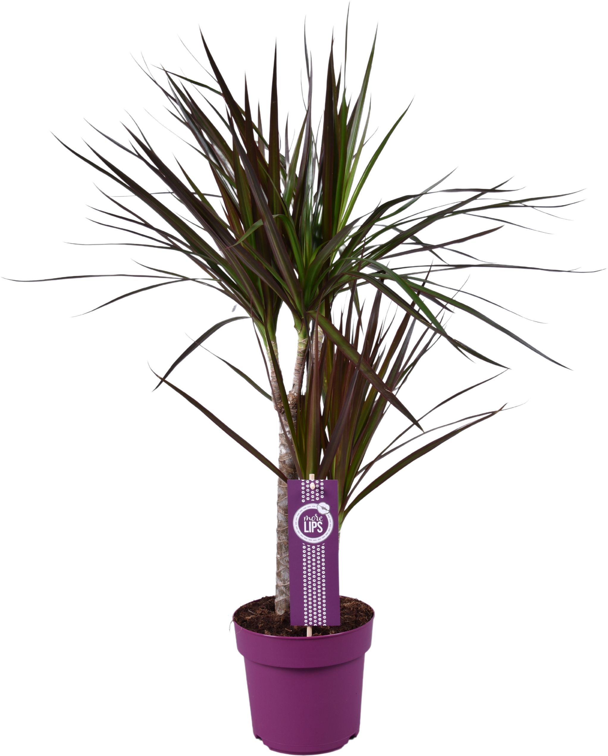 Dracaena Magenta 30-15 MoreLips, D 17