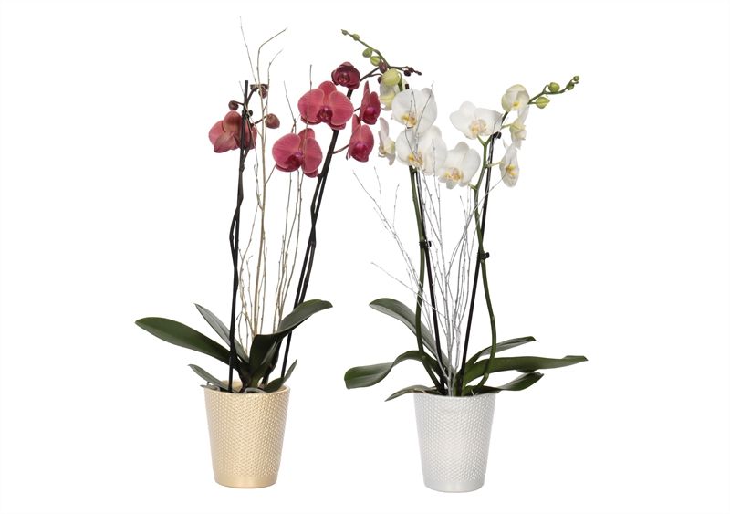 Zoe p12 dots gold/silver Phal mix 2T14+, D 12