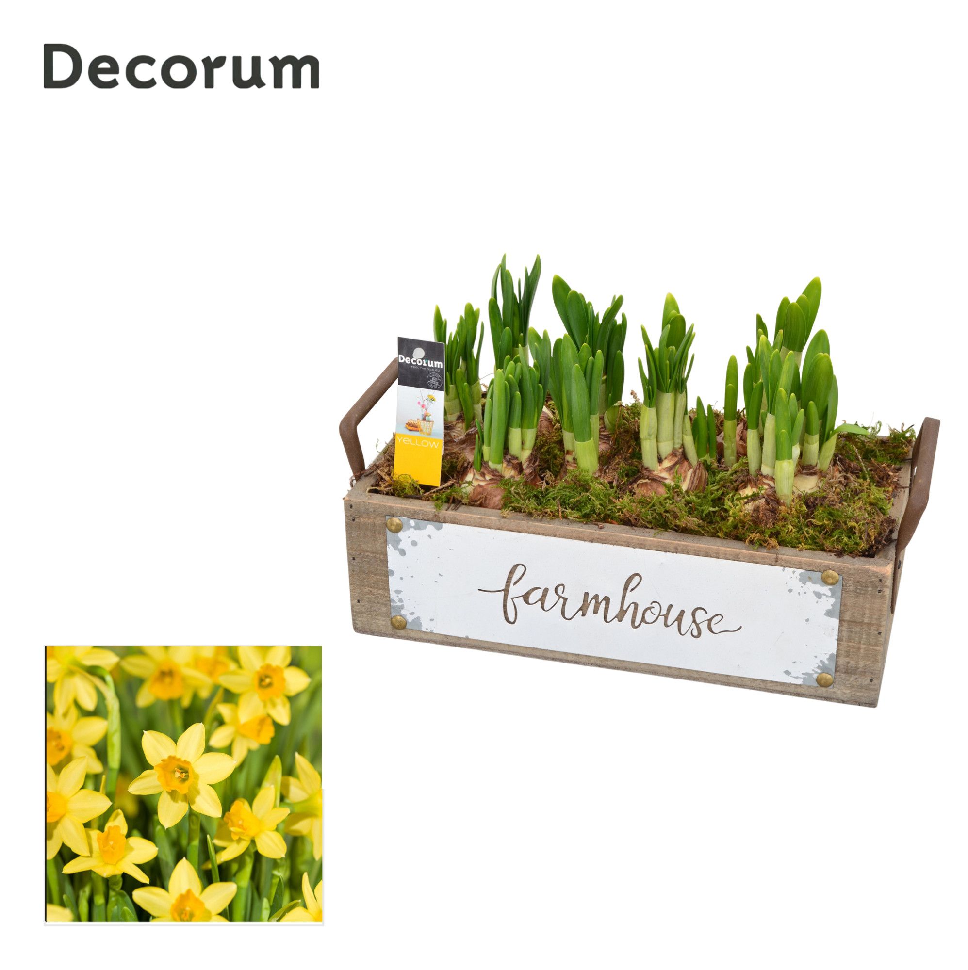 Narcis Farmhouse HL11033N, D 24 cm