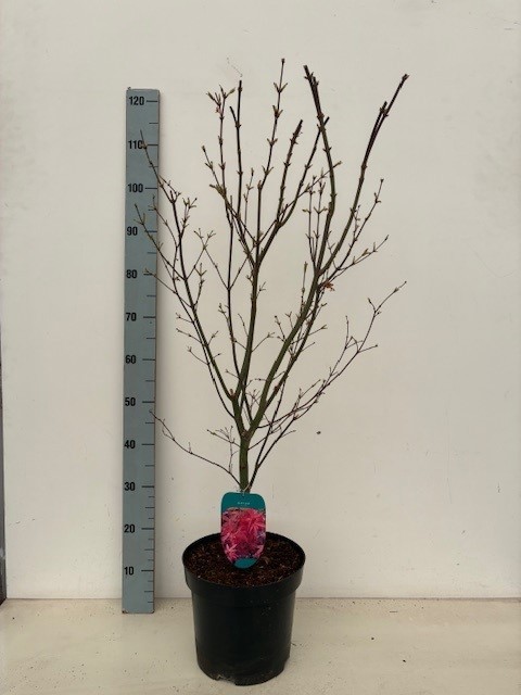 Acer palmatum 'Pixie' P26 Full CC, D 26