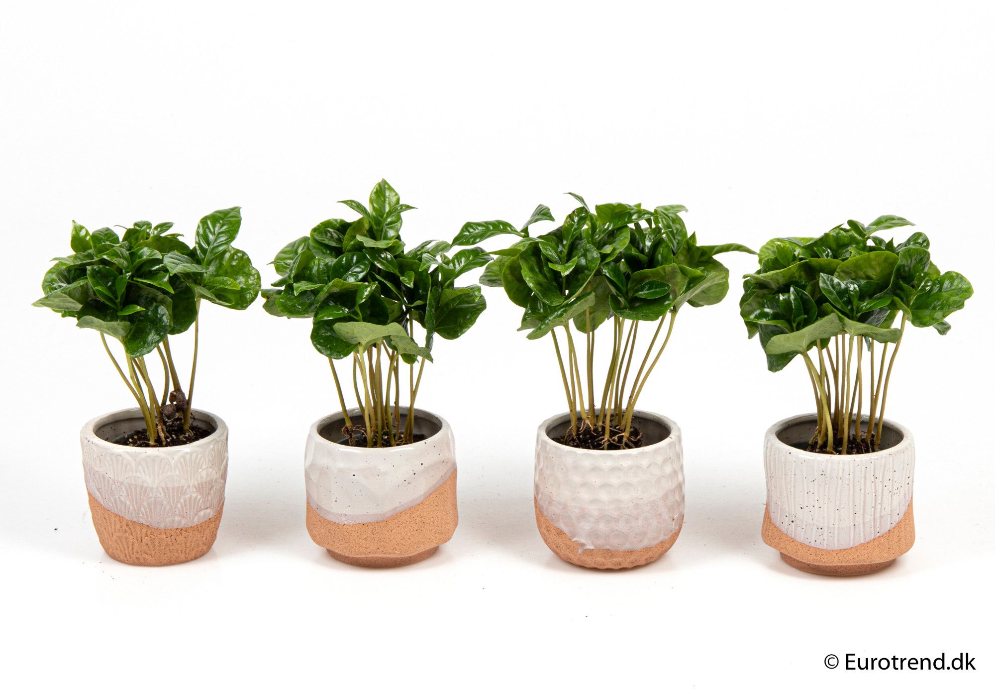 Coffea in ceramic - New Look 2025, D 6