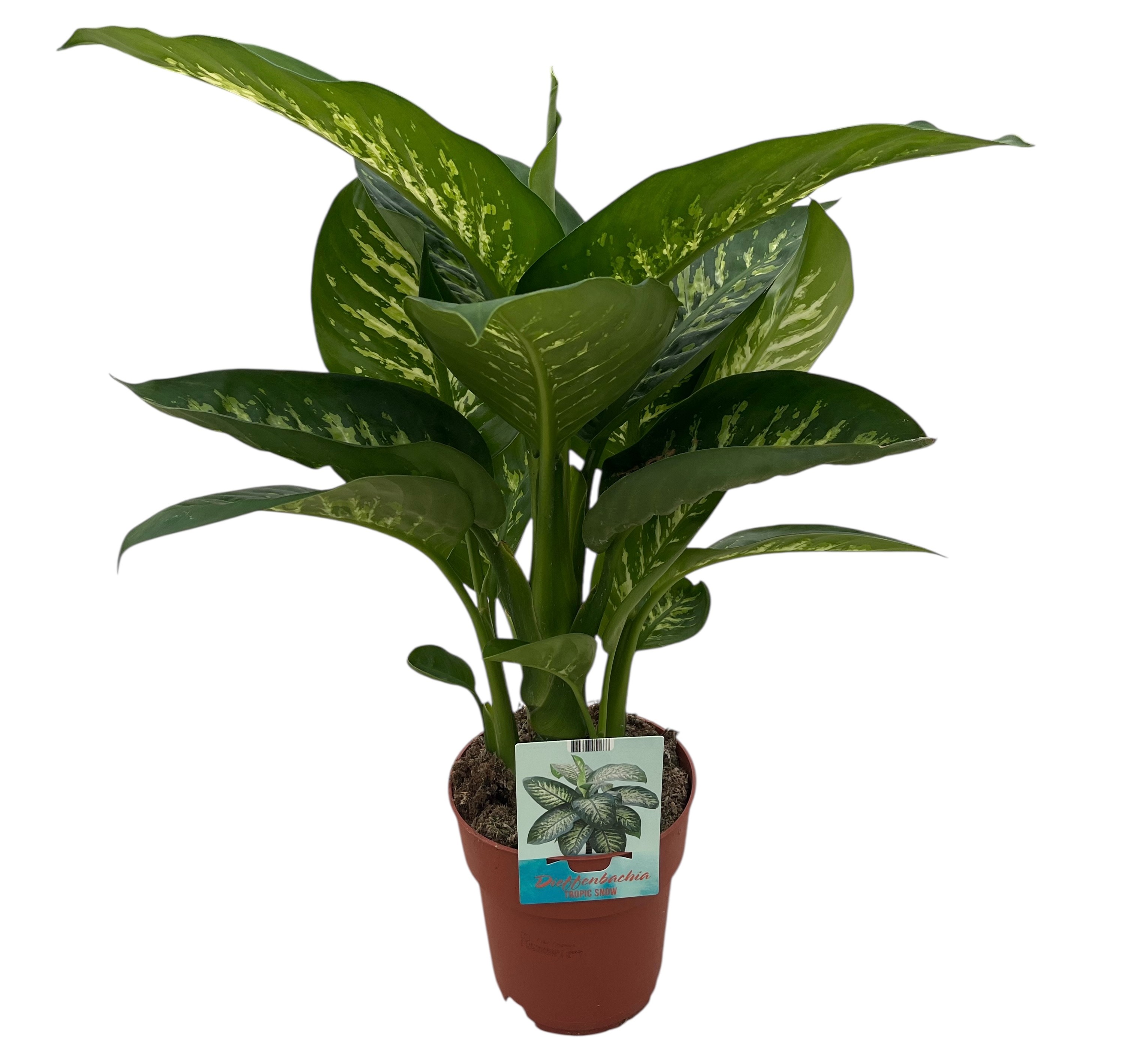 Dieffenbachia Tropic Snow (Peat Free / Veenvrij), D 19