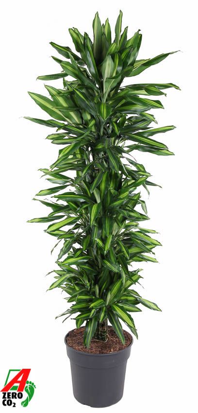 Dracaena Cintho vertakt P34, D 34