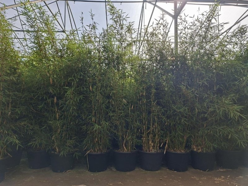 Fargesia robusta 'Campbell', D 55