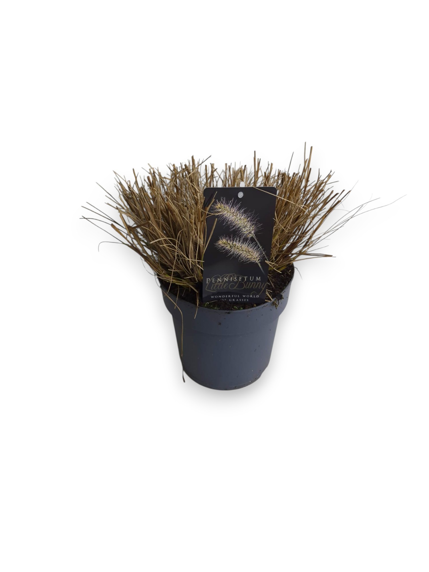 Pennisetum al. Little Bunny C3/P19, D 19