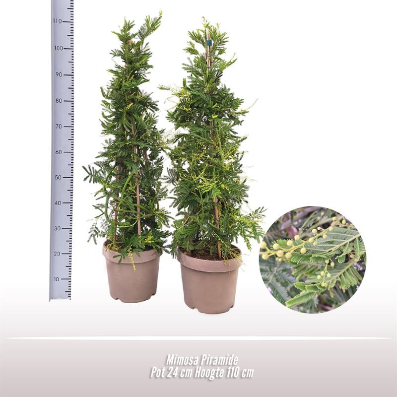 Mimosa Piramide, D 24