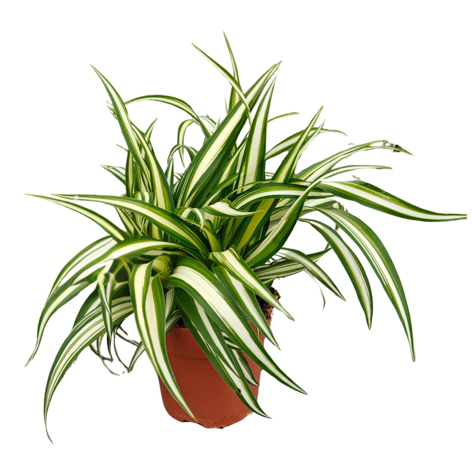 Chlorophytum Comosum Variegatum P12, D 12